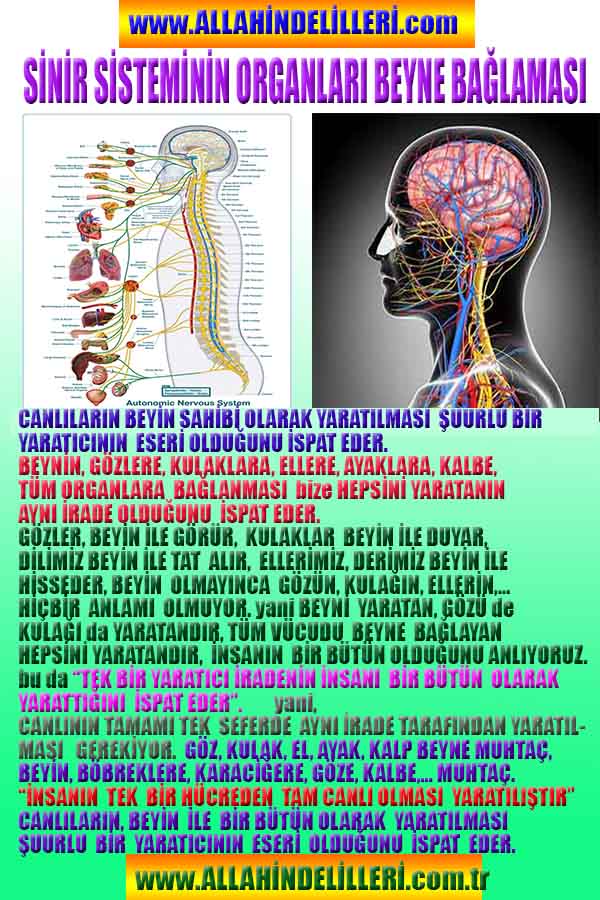 allahin delilleri, allah in delilleri, allah-delilleri, allah var delilleri, allahin varliginin delilleri